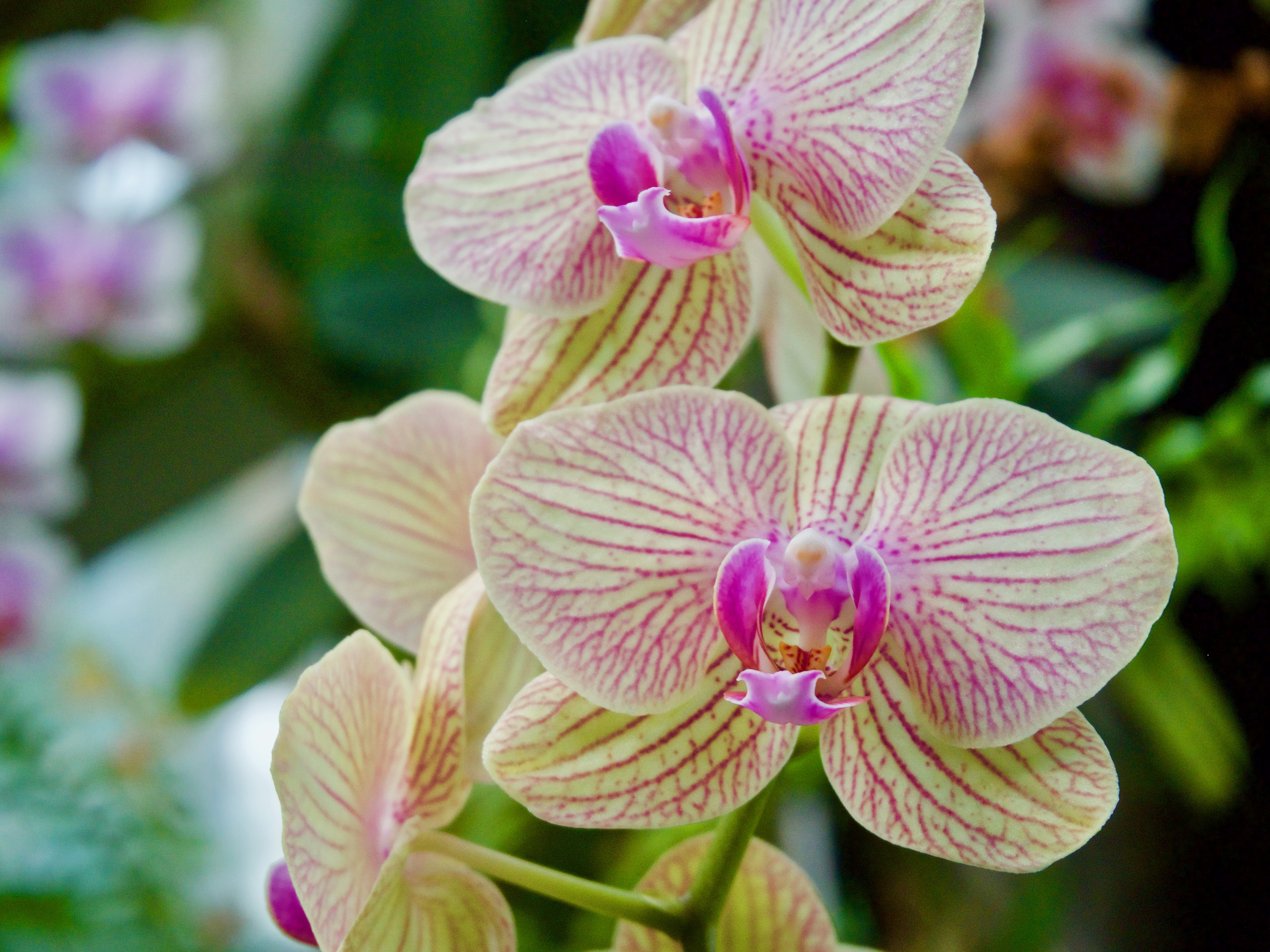 OLYMPUS DIGITAL CAMERA